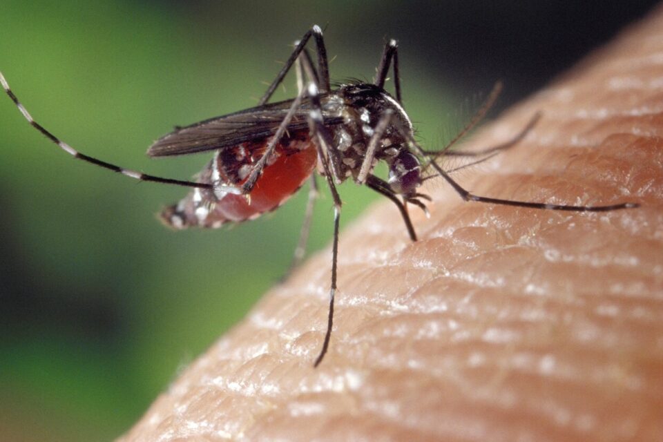 Urgence sanitaire : Désinfection massive en Drôme après un cas de chikungunya local