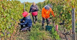 Des vendanges précoces dans le Beaujolais : un millésime de désastre pour les producteurs