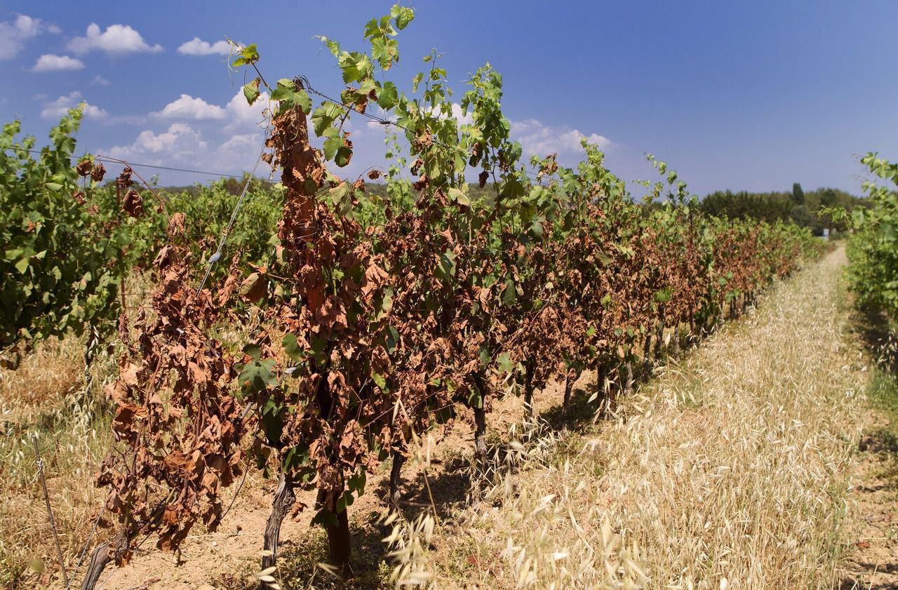 Sécheresse en Côte Roannaise : les vignobles menacés par la canicule