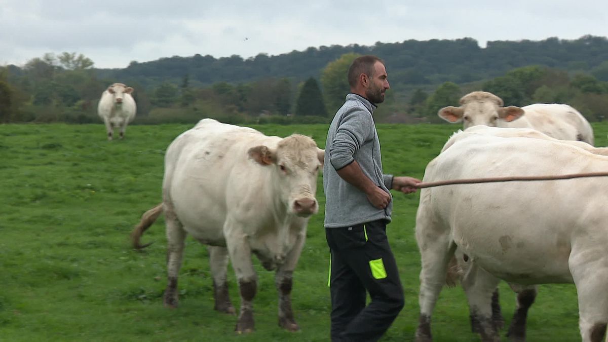 Dermatose nodulaire : l’économie française en crise avec des pertes colossales pour les éleveurs de l’Isère